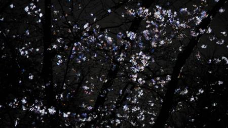 桜の新作を初公開、「チームラボ ボタニカルガーデン 