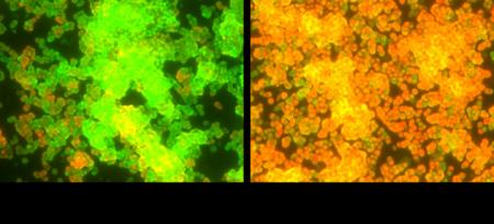 THREE ホリスティックリサーチセンター、スパイス系精