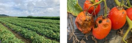 【摂南大学】加工用トマト 成熟期の病害による腐敗要