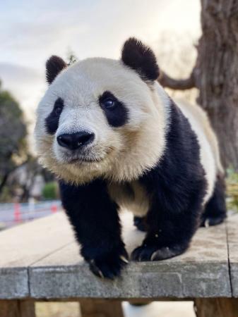 【NHKカルチャー】NHK「ごろごろパンダ日記」制作陣に