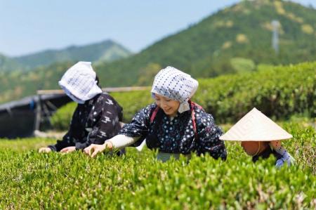 耕作放棄地から再生された100年続く里山の茶畑で「ノ