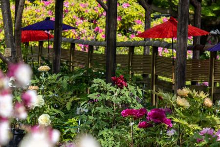 【東京都町田市】「町田薬師池公園四季彩の杜　春フェ