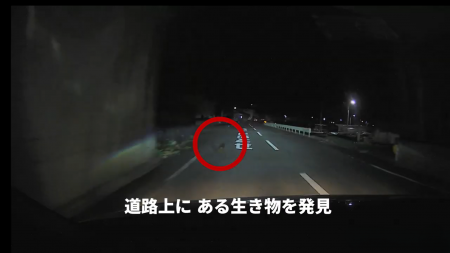 【JAF鹿児島】環境省と共同で ロードキル防止啓発動画