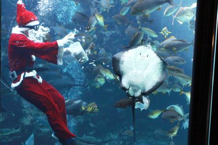 【藤田観光　冬のお出かけ　ニュースレター】クリスマ