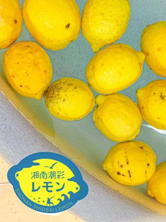 JAかながわ西湘とのSDGsな地元名産品コラボ「湘南潮彩