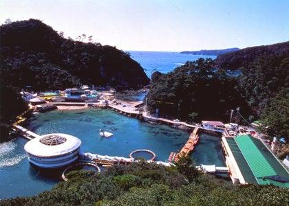 おかげさまで下田海中水族館は開業55周年 ～ 皆様に楽
