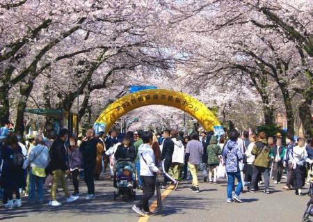 「第５３回 相模原市民桜まつり」を ４月４日（土）５
