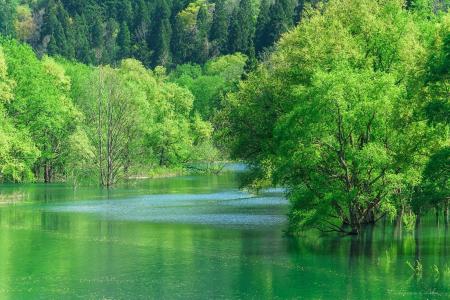「白川湖の水没林」地域とファンをつなぐ新企画の始動