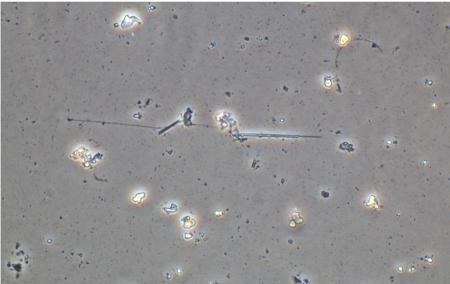 アスベスト使用建物の安全・迅速な解体に向け、日本初
