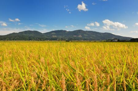 奥州市産のお米「ひとめぼれ」が食味ランキングで最高