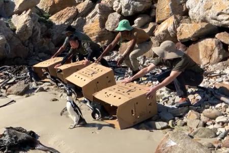 【京都水族館】4月25日「世界ペンギンの日」記念utf-8