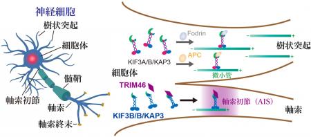 神経軸索初節の形成を支える新たな輸送制御機構