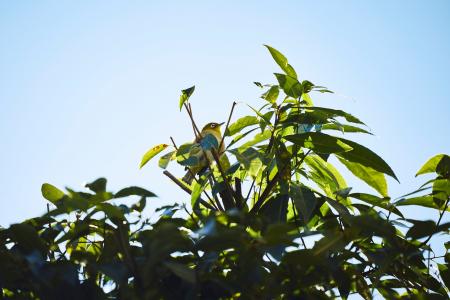 5月10日より「愛鳥週間」がスタート！ IHGホテルズ＆