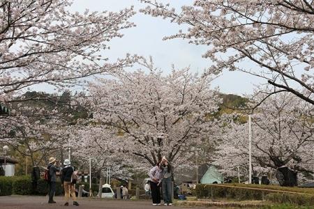 春本番　高槻市内の桜が見頃