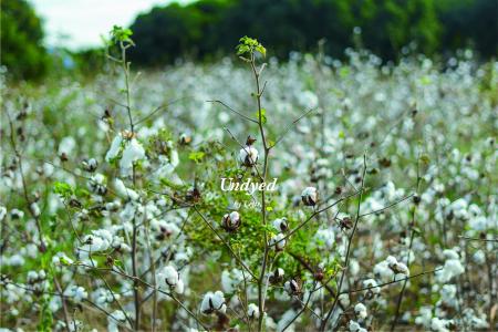 「染めない」という選択。Lefts,新プロジェクト始動