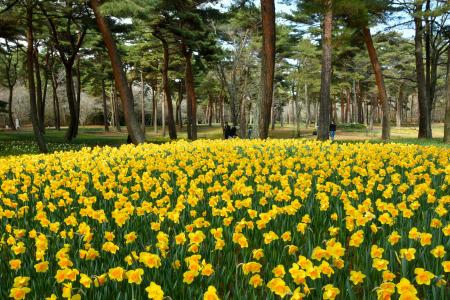 春の足音、スイセンまもなく見頃（国営ひたち海浜公園