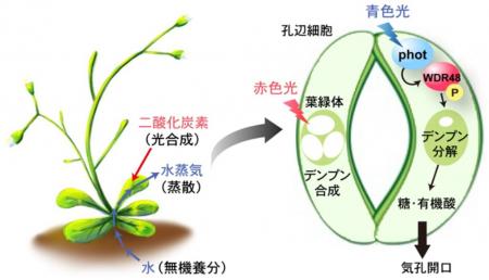 【名城大学】植物が青色光でデンプンを分解し気utf-8