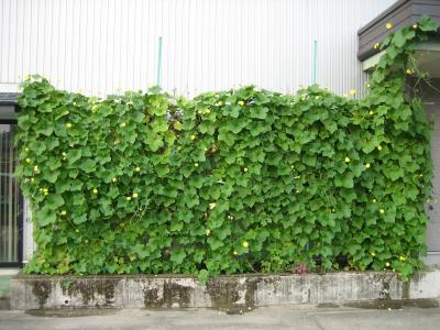 天然ヘチマカーテンのエアコンで真夏の省エネ対策、オ 天然ヘチマカーテンのエアコンで真夏の省エネ対策、オ