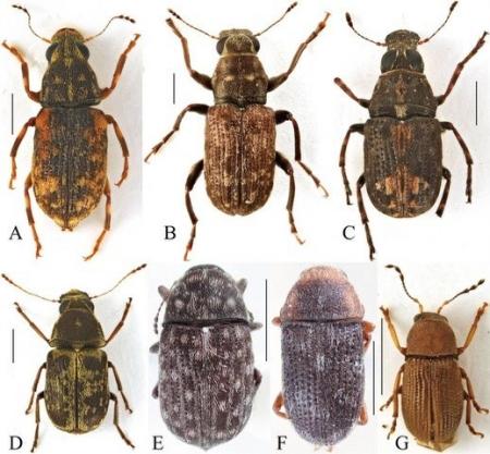 石川県初記録のヒゲナガゾウムシ科7種を発見