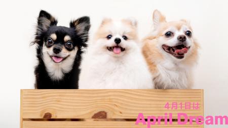 「犬を通して、人々を幸せに。」飼育放棄や殺処分ゼロ