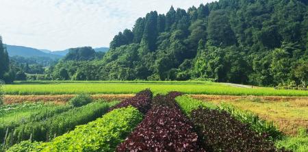 【黒部・宇奈月温泉 やまのは】富山県産の紫蘇を使用