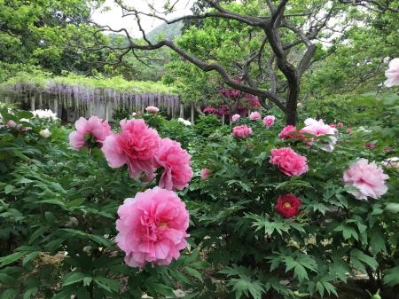 奈良葛城市「石光寺 染寺」の春牡丹が、4月中旬に見頃