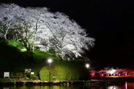 蓮華寺池公園の桜のライトアップを始めます！
