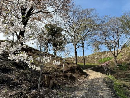 「あじさいの森」が“700本の桜”が咲き誇る新名所へ大 「あじさいの森」が“700本の桜”が咲き誇る新名所へ大