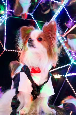 ペットの“家族化”が進む中、「じっとできないわんちゃ ペットの“家族化”が進む中、「じっとできないわんちゃ