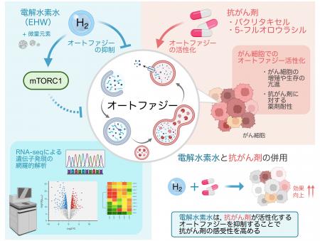 電解水素水が抗がん剤感受性を高める可能性を細胞実験