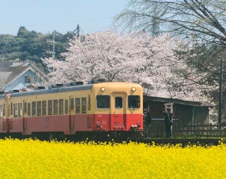 【千葉県市原市】桜と菜の花開花状況をSNS・ウェブサ
