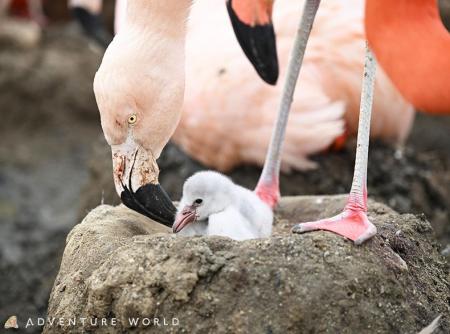 鳥インフルエンザの苦難を乗り越え、水鳥たちのエリア 鳥インフルエンザの苦難を乗り越え、水鳥たちのエリア
