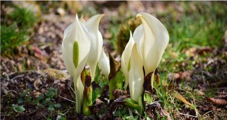 六甲高山植物園～春を告げる純白の花～ 「ミズバショ