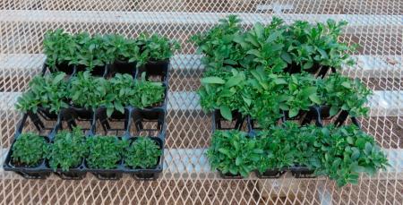 園芸用ピートモス代替として製造残渣を活用した用土用