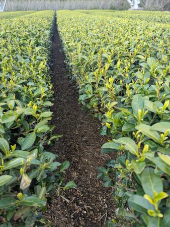 日本一早い露地もの新茶のお茶摘み体験 日本一早い露地もの新茶のお茶摘み体験