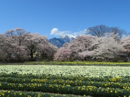 八ヶ岳南麓・北杜市で春の絶景へ――桜の開花情報を随時