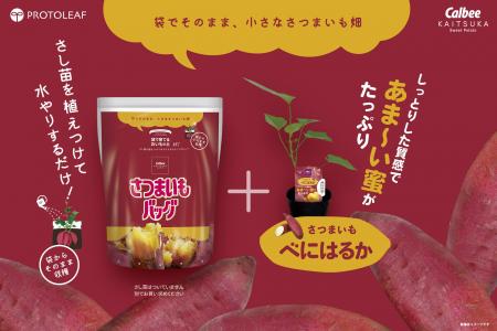 家庭で手軽にさつまいも栽培を！ 袋で育てるおいもの