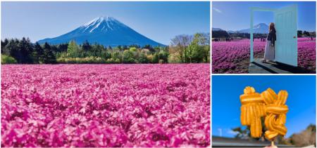 富士山麓をピンクに染める絶景花イベント「2026富士芝 富士山麓をピンクに染める絶景花イベント「2026富士芝