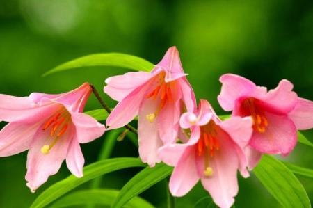 角質剥離改善剤「オトメユリ」・「タラゴン」特許登録