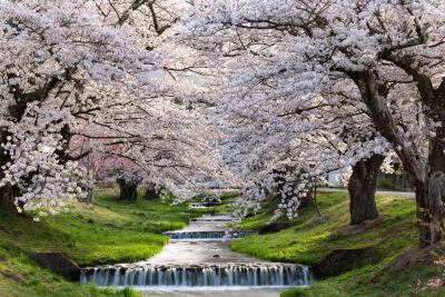 福島県猪苗代町「猪苗代桜周遊バス」4月18日運行開始