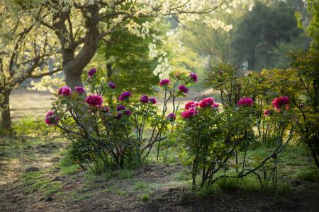 つくば牡丹園「PEONY GARDEN(ピオニー ガーデン)utf-8