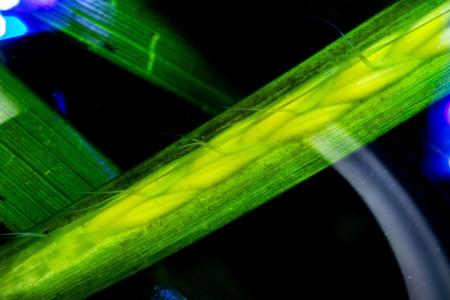 日本初、企業の日常空間で海のゆりかご・アマモ開花に