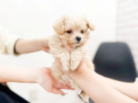 ペッツファースト ペットの幸せな生涯を守る2025年の ペッツファースト ペットの幸せな生涯を守る2025年の