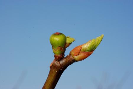 【フランス植物療法の権威が５月来日！明かされる植物