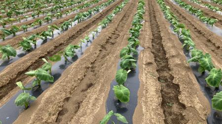 首都圏有数の生産規模をもつ JAいるま野 様にて取扱い