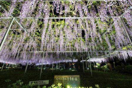 「藤の花ライトアップ×バイオリンコンサート」を開催