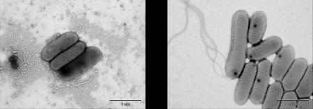 【東京農業大学（共同研究）】植物の生育促進にutf-8
