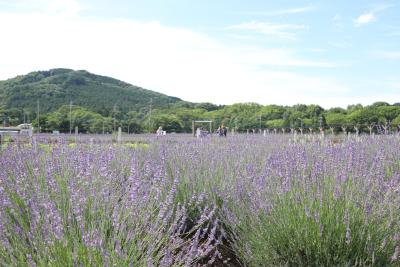 埼玉・嵐山「千年の苑ラベンダー園」の季節限定イベン