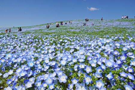 ネモフィラ　現在5分咲き、まもなく見頃（7分咲き）を