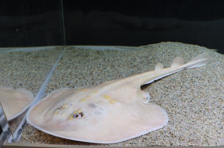 見事な隠れ技で生き残った!?国内2例目!希少な白い 見事な隠れ技で生き残った!?国内2例目!希少な白い